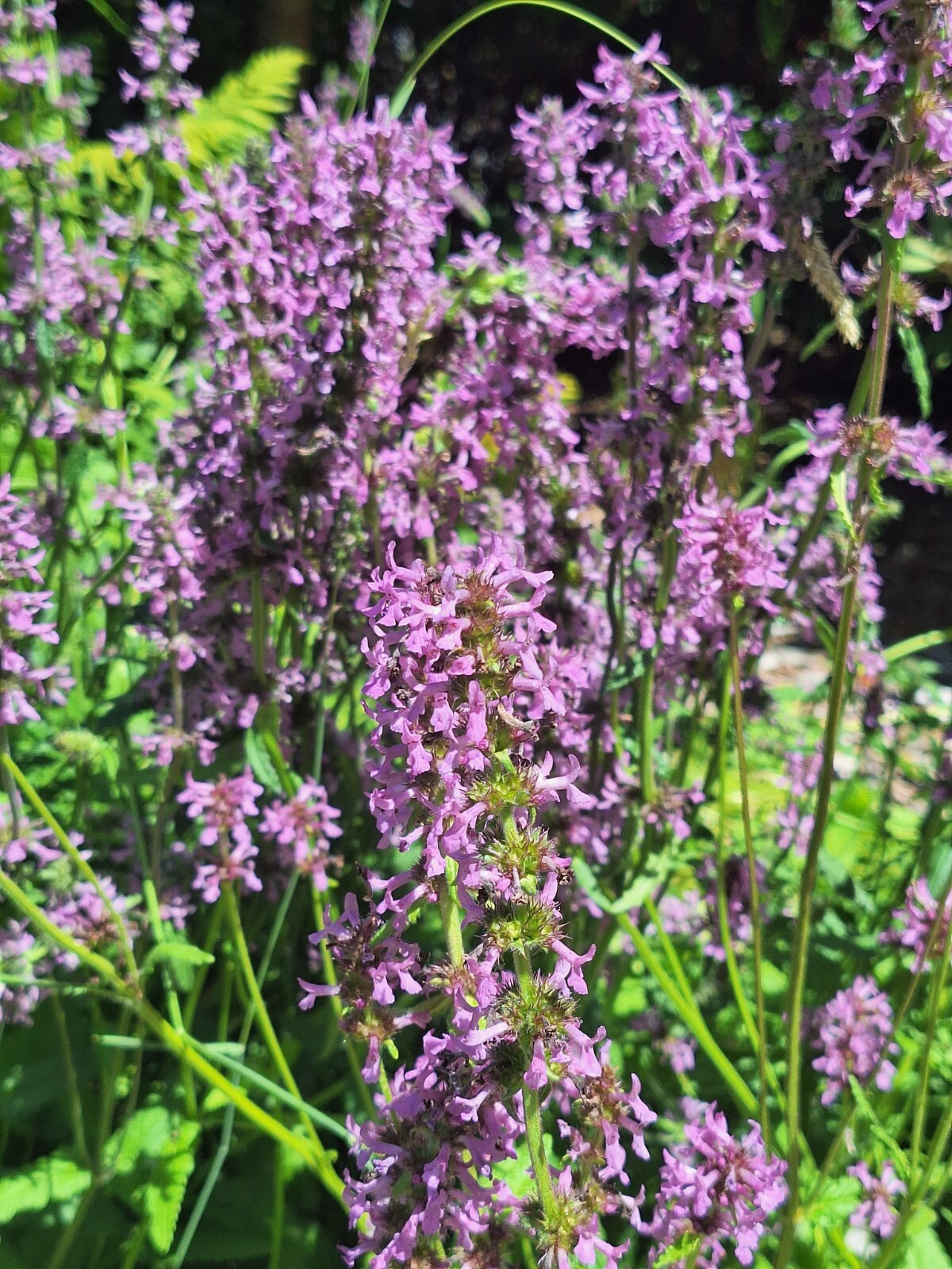 AGASTACHE 200 SEEDS, HYSSOP, PINKISH-PURPLE FLOWERS, HARDY PERENNIAL