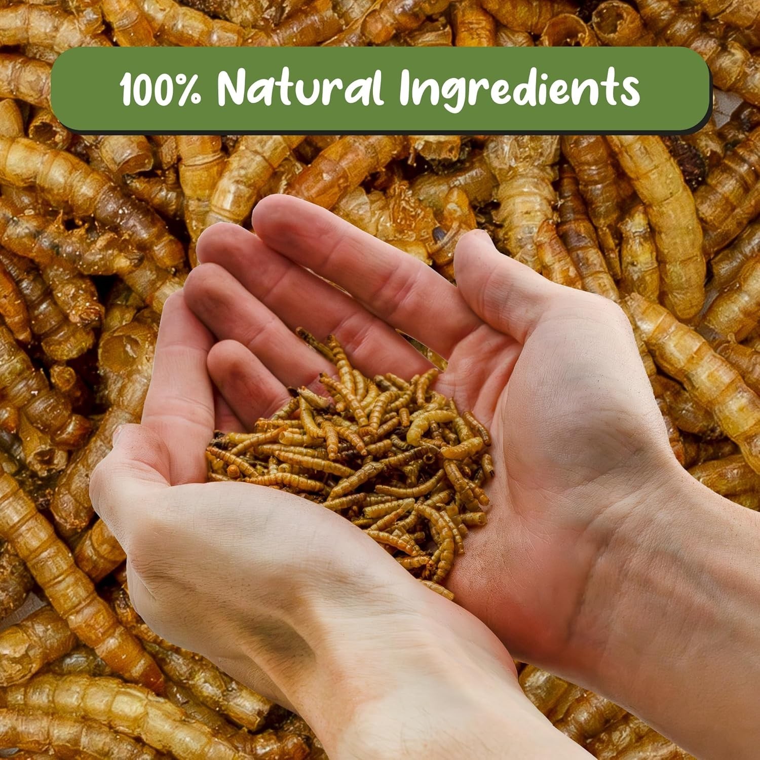 1oz Dried Mealworms – Ideal Carnivorous Plant Food for Venus Fly Traps & More