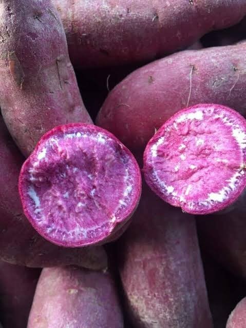 Okinawa Purple & Royal Purple Sweet Potato Slips (10) White Skin + Deep Purple