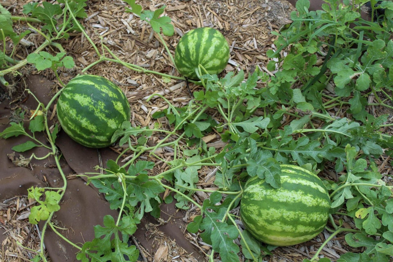 Orangeglo Watermelon Seed. 10 Seeds Free Shipping!