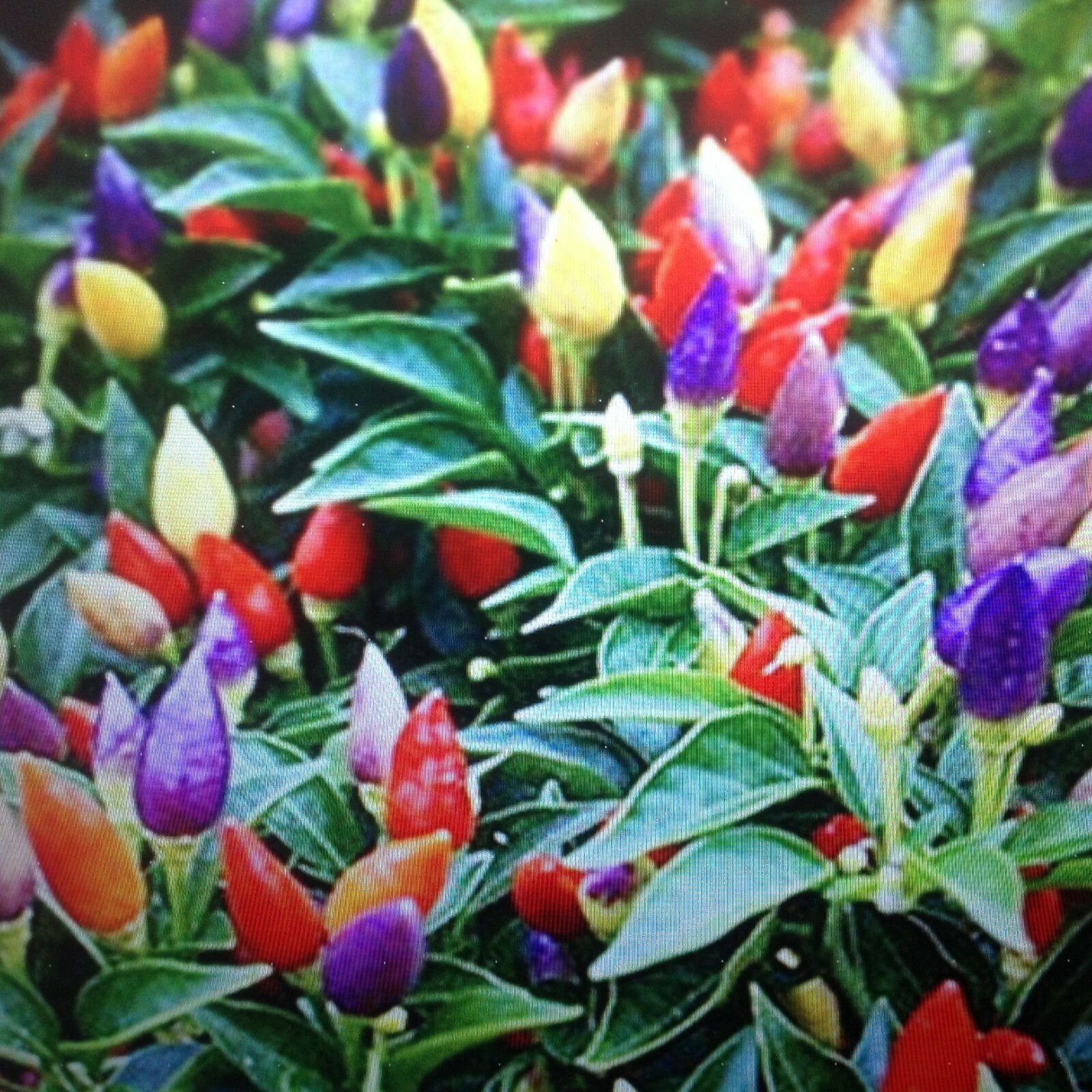 FRESH spicy Ornamental Peppers Easy RAINBOW of COLORS on plant USA 25+ ct seeds