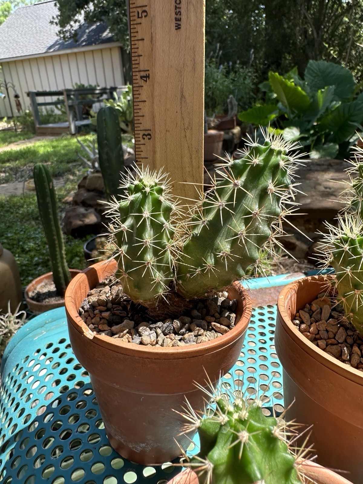 Echinocereus Coccineus Scarlet Hedgehog Cactus Claret Cup Bare Root Cold Hardy