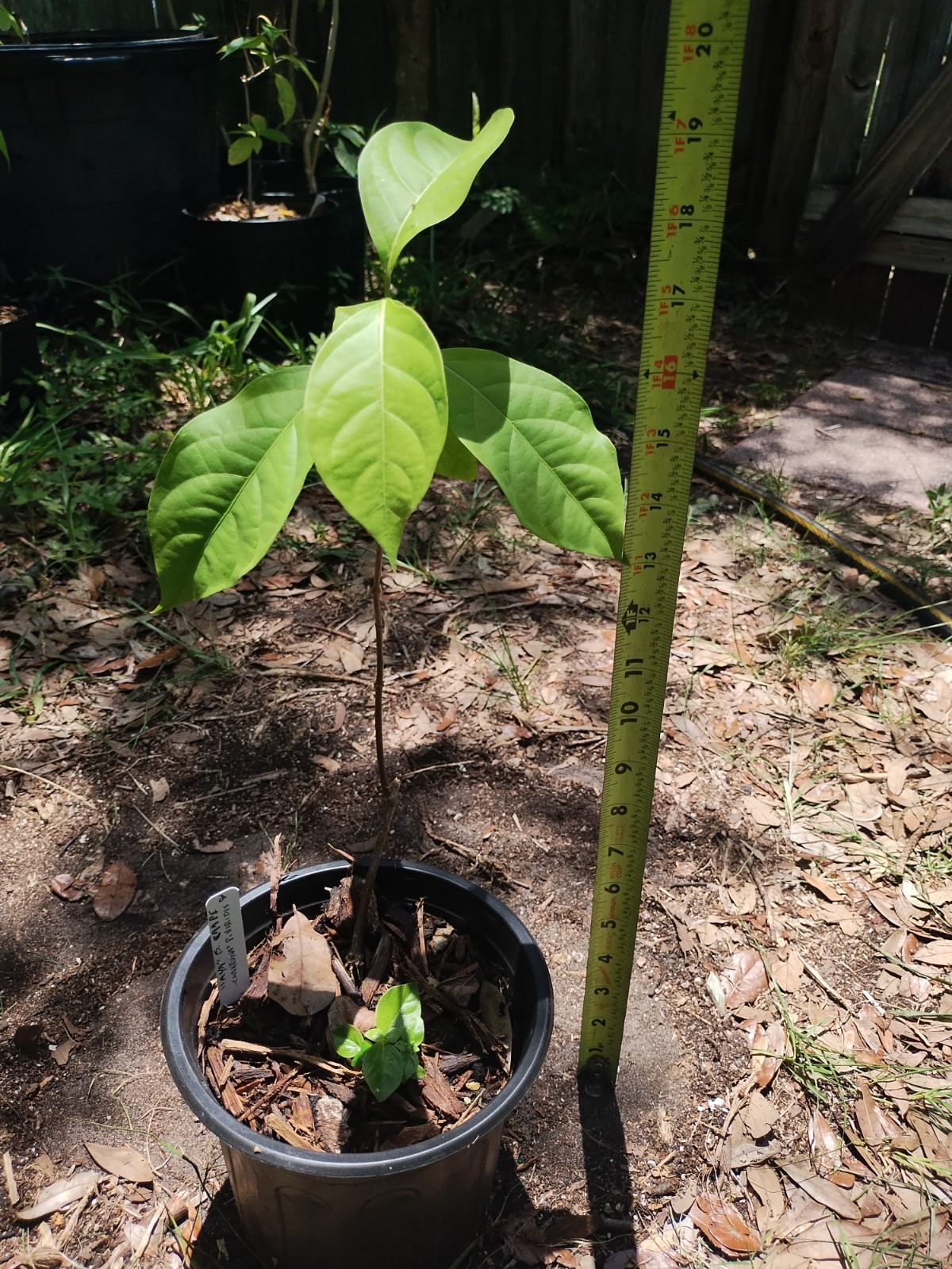 2 Plant Combo South American Psychotria V. And B. Caapi Plant In Same Pot # 2