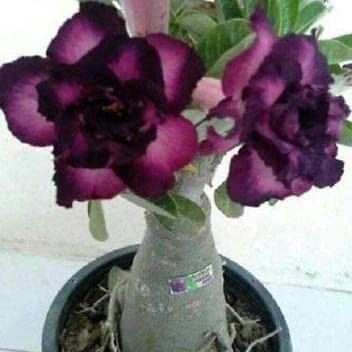 Thronesfarm 4 Purple Black Desert Rose Adenium Flowers seeds Flower