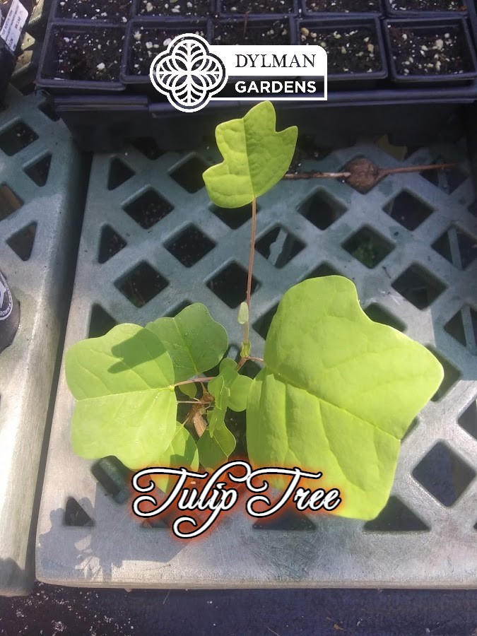 Tulip Tree (Liriodendron tulipifera) Whitewood – Tulip Poplar – Multiple Sizes