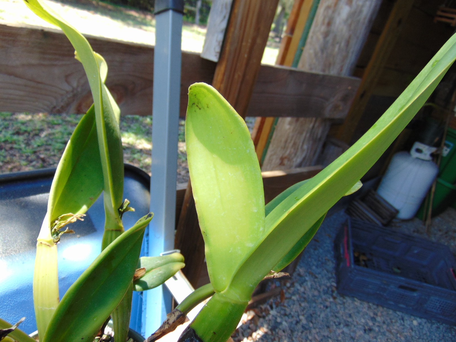 NO TAG Catlleya Hybrid 2 SHEATHS 6″ pot LARGE PLANT