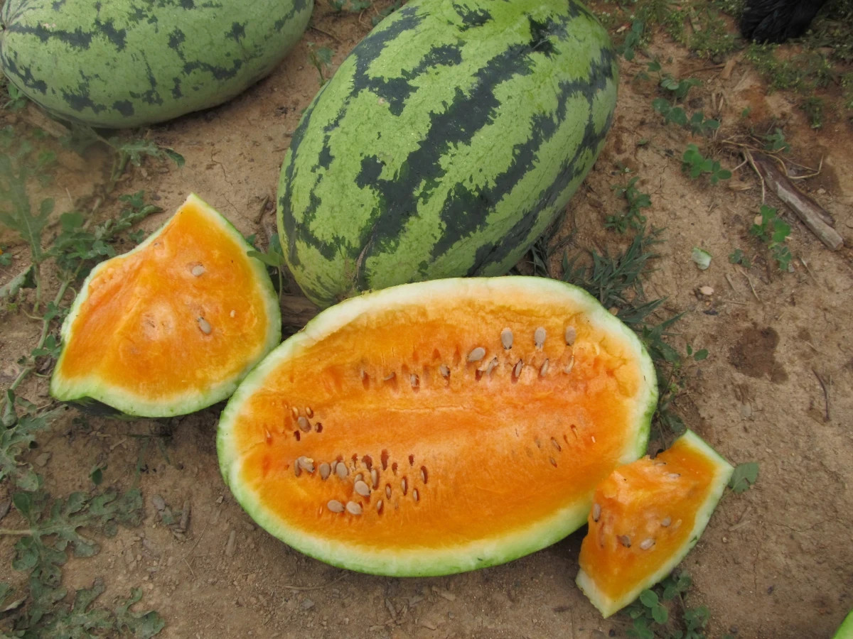 Tendersweet Orange Watermelon Seeds (25) / SUPER RARE / FLORIDA / EASY