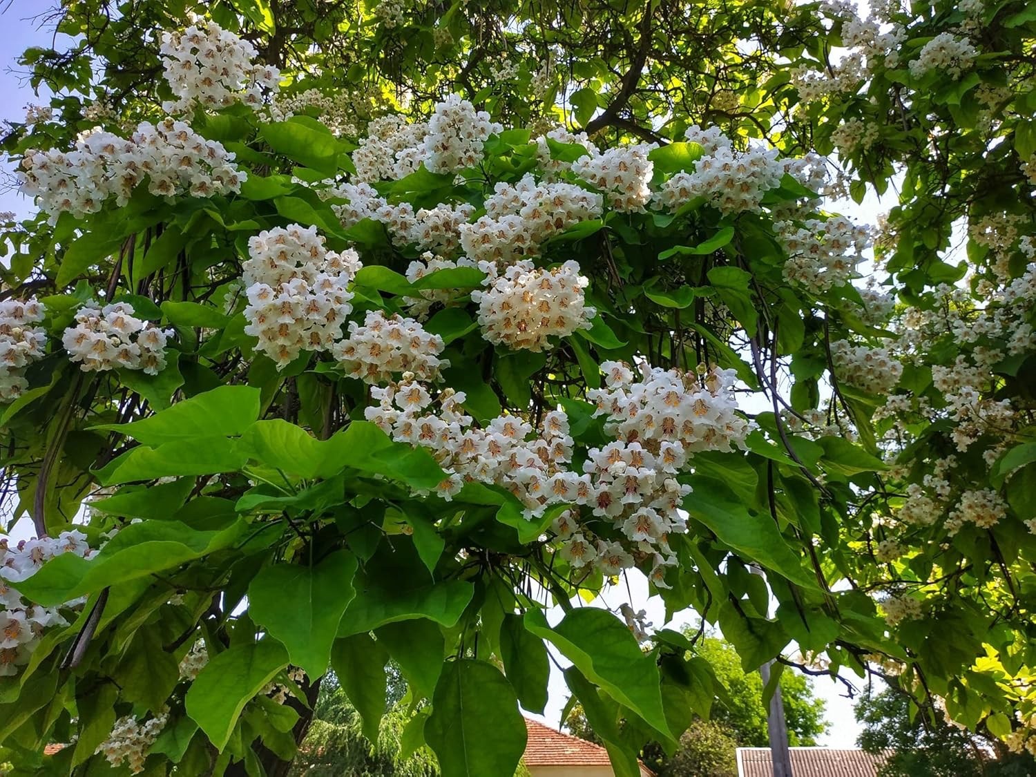Catalpa Tree Live Plants – Hardy Flowering Shade Tree- 1-2 Year Seedling (5)