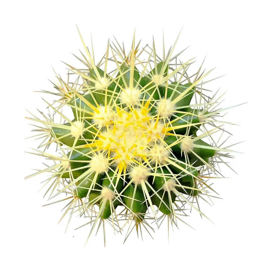Echinocactus Grusonii ‘Golden Barrel Cactus’, Currently in a 4″ Container