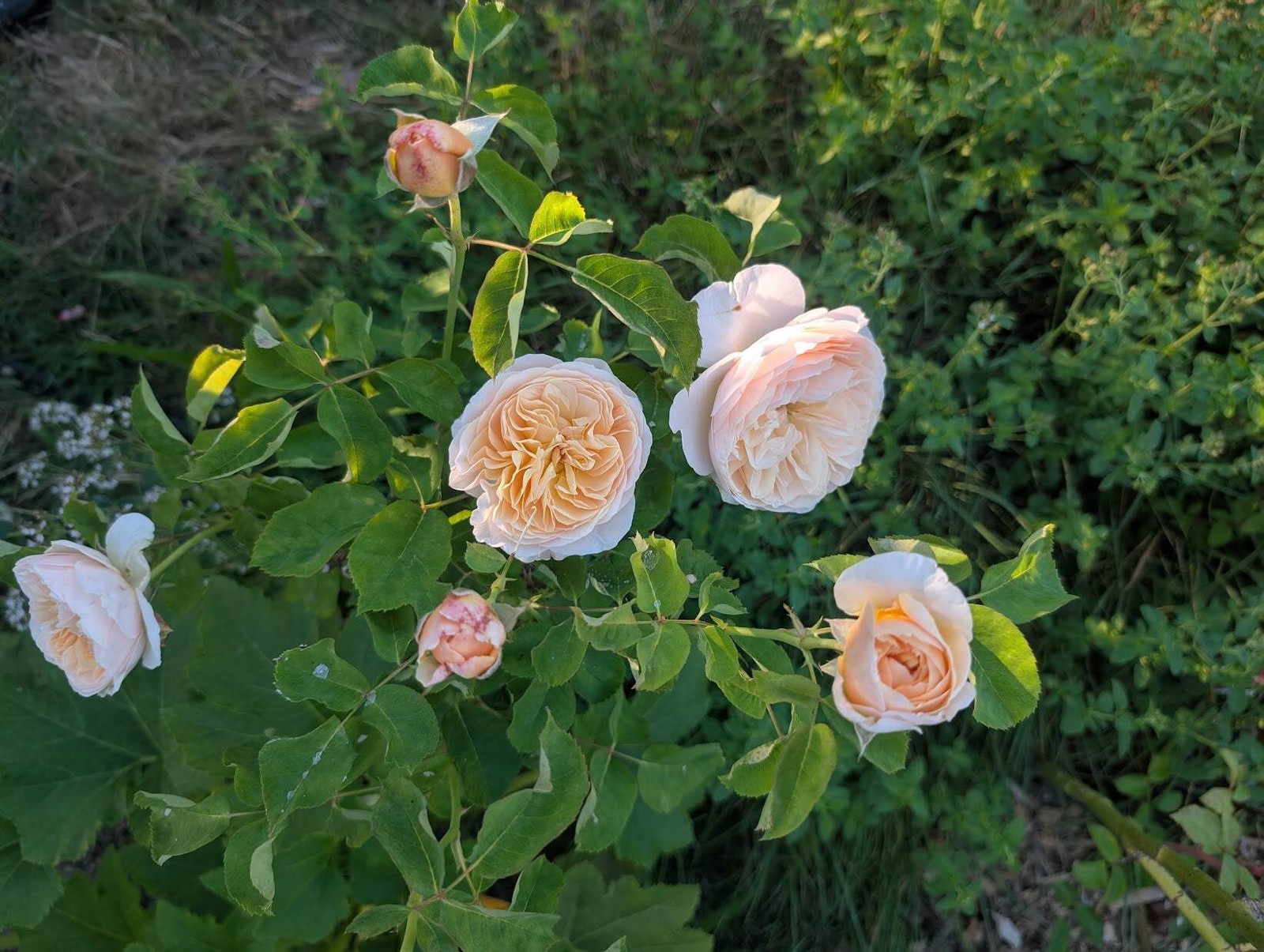 Ausjameson English wedding garden rose plant large flower bush
