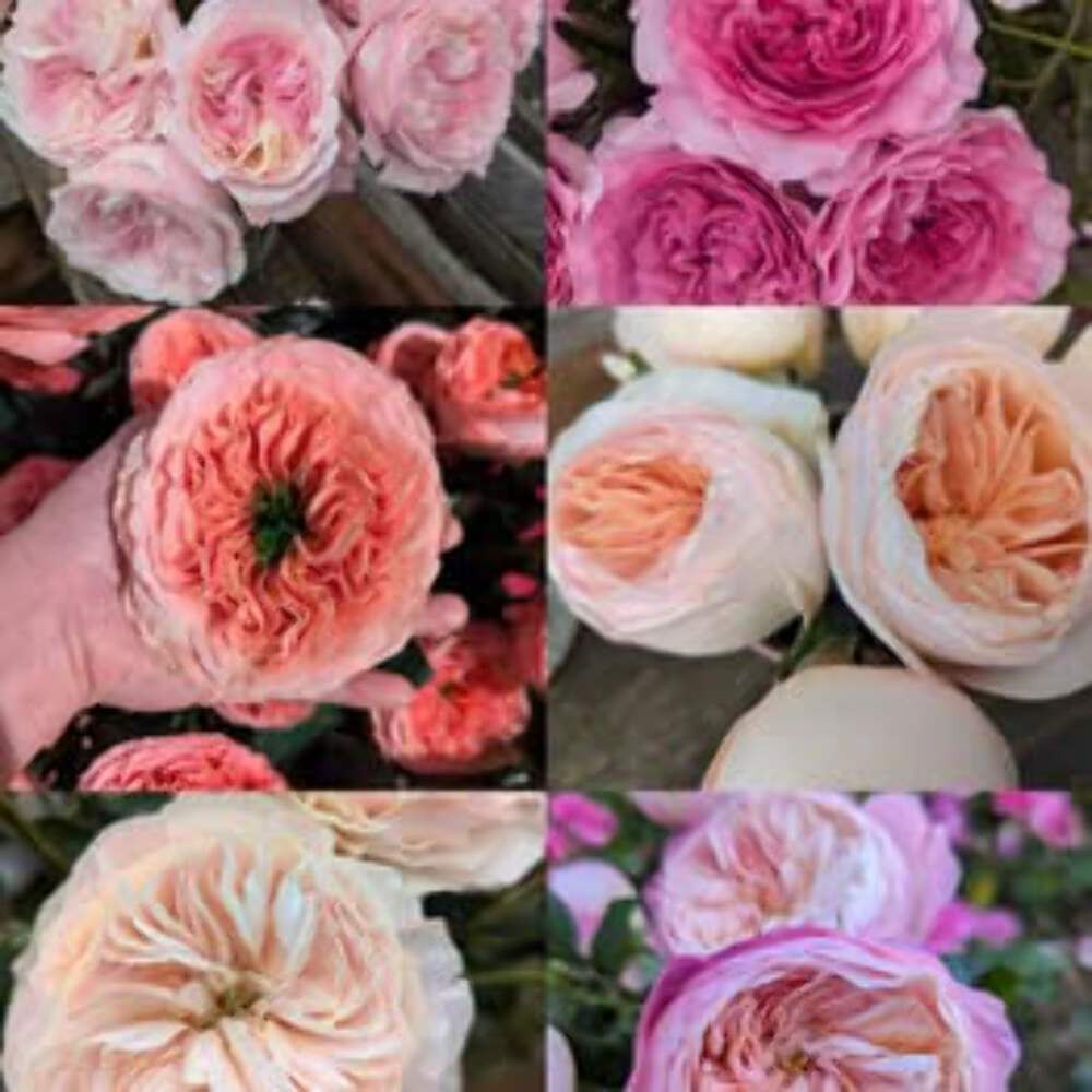 Ausjameson English wedding garden rose plant large flower bush