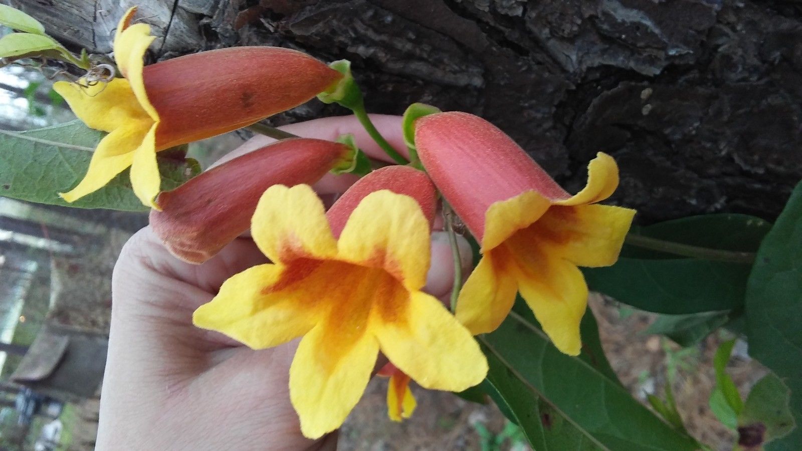 4 PLANTS CROSS VINES TANGERINE BEAUTY BIGNONIA YELLOW ORANGE RED TRUMPET FLOWER