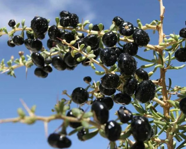 Rare Live Black Goji Berry (Lycium ruthenicum) Plant – Black Wolf Berry