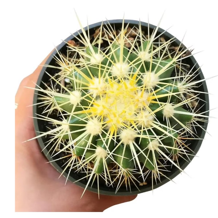 Echinocactus Grusonii ‘Golden Barrel Cactus’, Currently in a 4″ Container