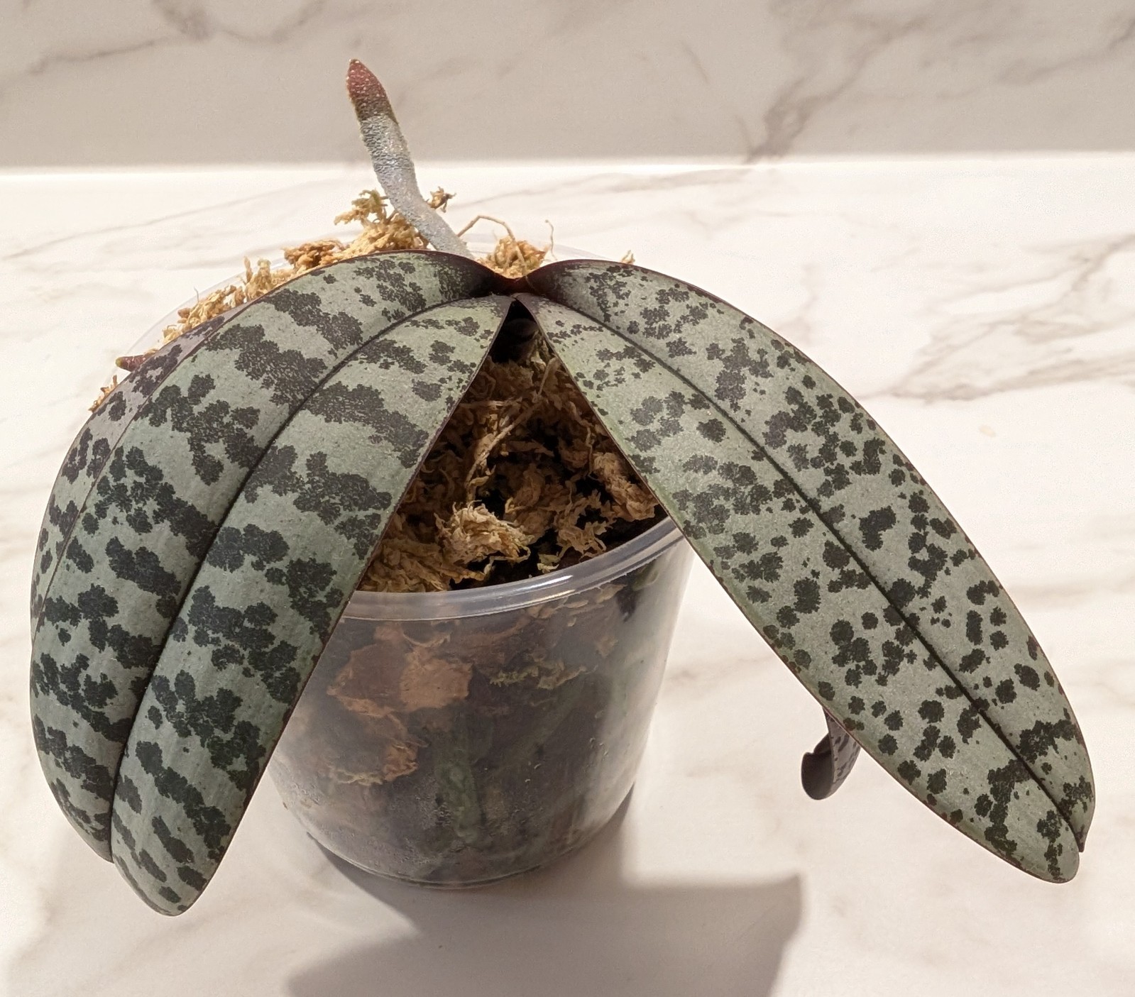 Phalaenopsis SCHILLERIANA, EXACT plant, 4″ pot, bloom size, variegated orchid