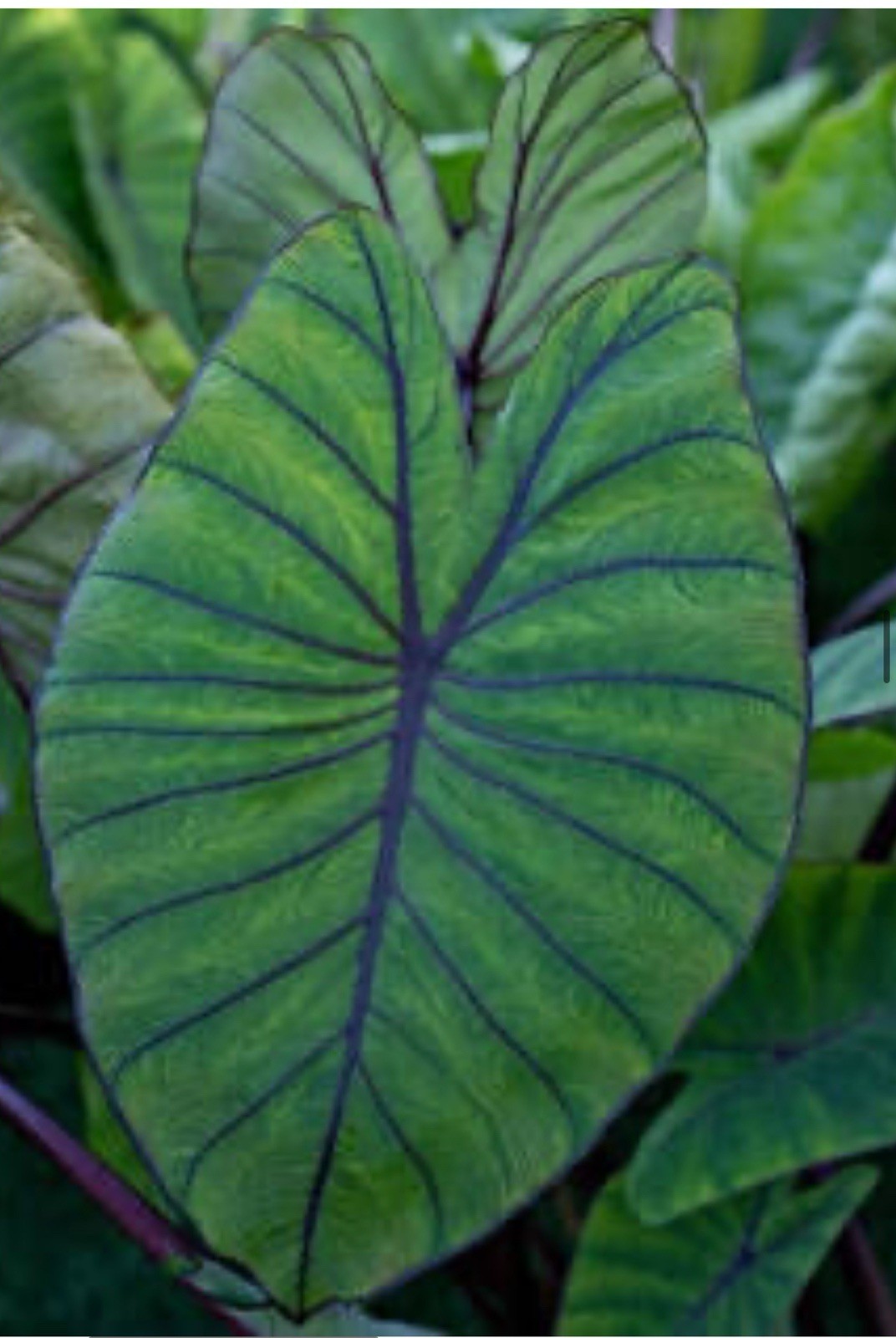 Blue Hawaii -Colocasia esculenta- Elephant Ear-SMALL ROOTED STARTER Plant