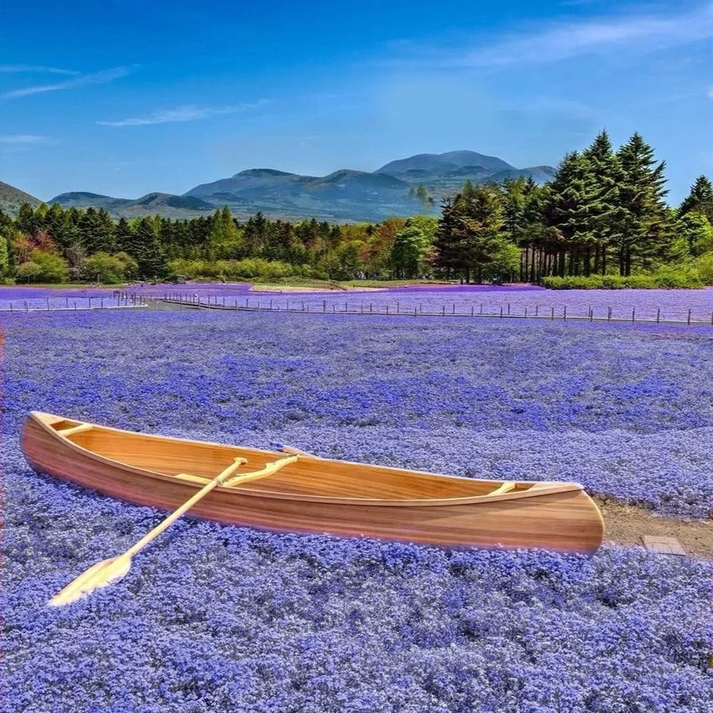 22000+ Blue Creeping Thyme Seeds for Planting Red, Blue, Yellow, white, pink.