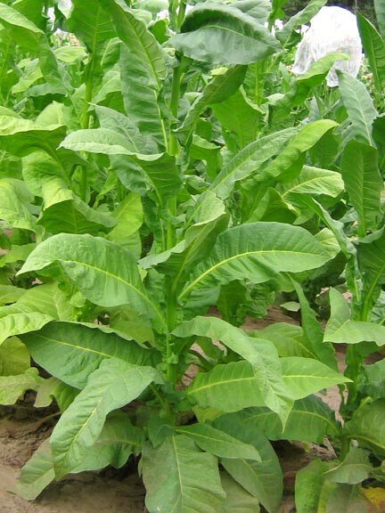 1000 Havaña Z299 Tobacco Seeds ~ Heirloom Non-GMO Nicotiana Tabacum Fast Growing