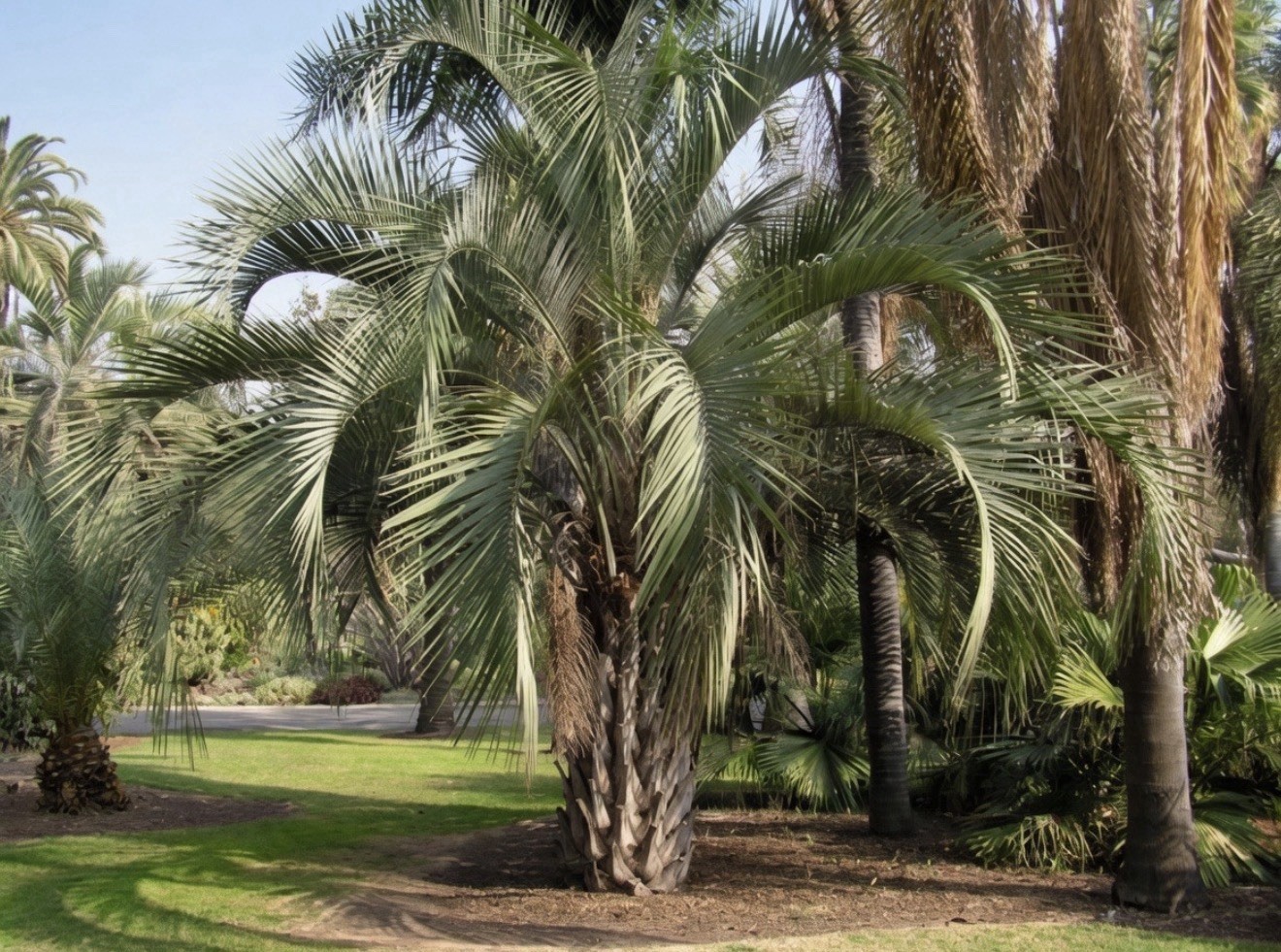 Butia X Jubaea Hybrid – LIVE – 10F Cold Hardy Snow/Ice Resilient – Rare Tropical