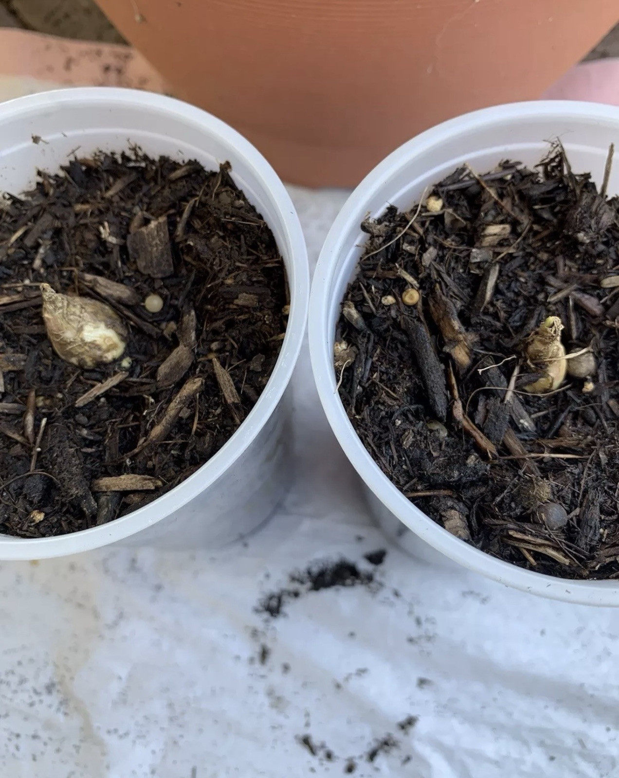 2 Clumps Tuberose, Bulbs 5+ Size Medium, Rooted &Sprouted Ready To Plant