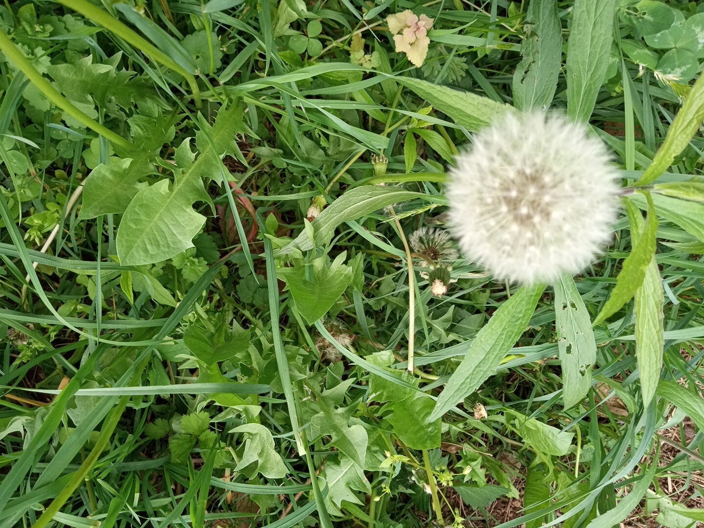 Dandelion seeds approximately 500 seeds Rare Exotic Natural Organic Seed Grow Lg