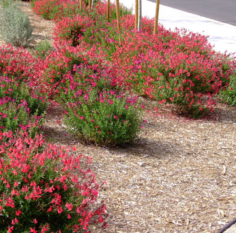 Set 2 Salvia Greggii Red Live Plants – 5-9″ Tall -Tolerant Flower for Pollinator