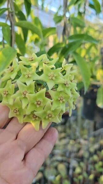 HOY CHLORANTHA (ROOTED PLANT)