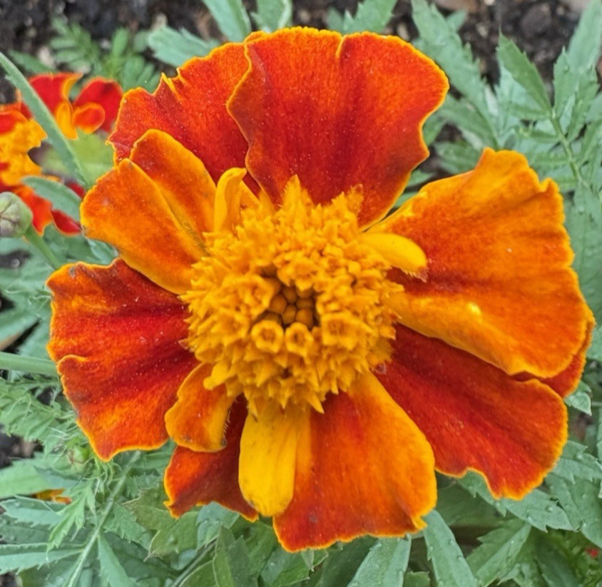 MARIGOLD FLAMING ORANGE FLOWER SEEDS 100+ Garden Seeds FREE SHIP