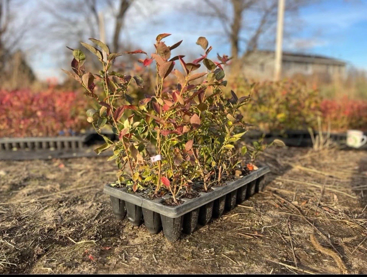 Blueberry Plants – Rooted Cuttings – QTY: 5