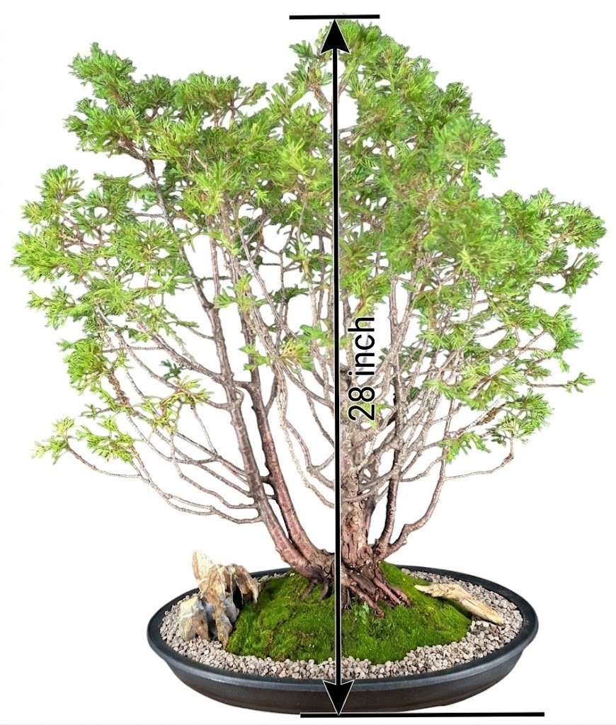 Live Top Point White Cedar Bonsai Tree Chamaecyparis Evergreen Brown Pot 28 In