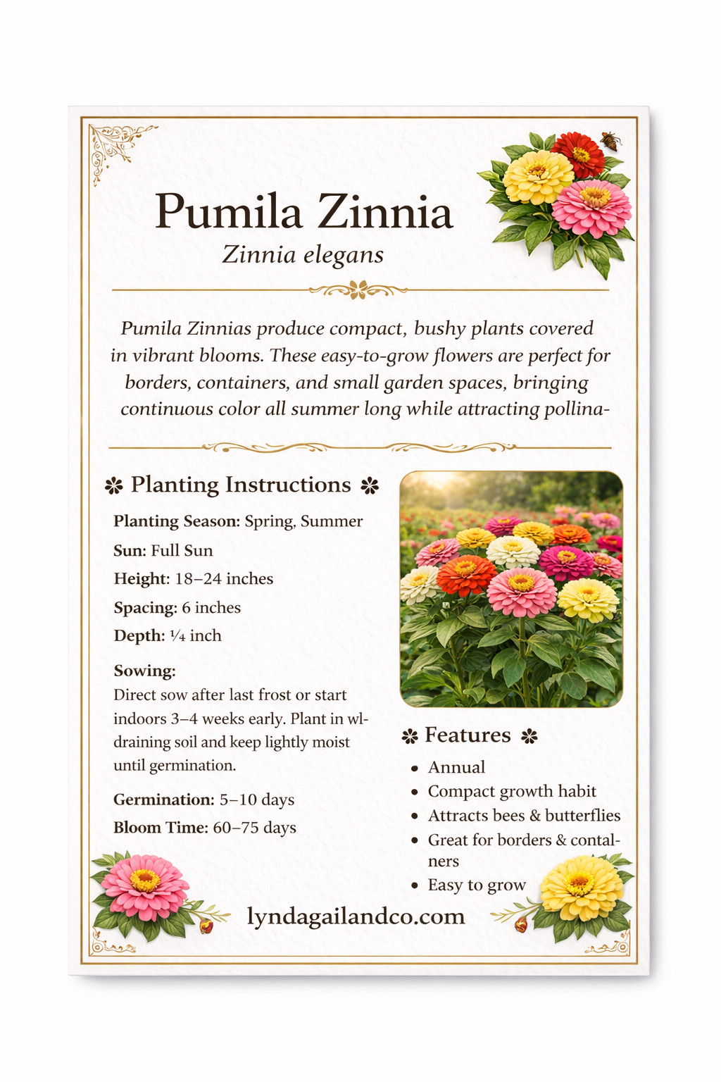 Pumila Zinnia Seeds Mix Heirloom Non GMO Cut and Come Again