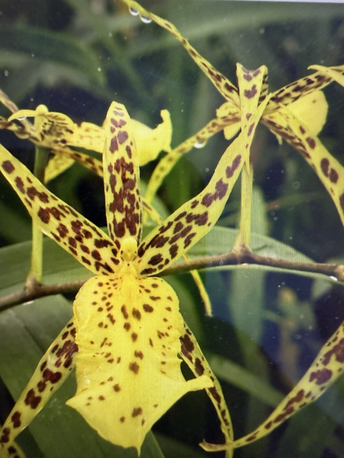 ORCHID Plants 20 Onciduim bulbs $1 each 20 minimum not marked br