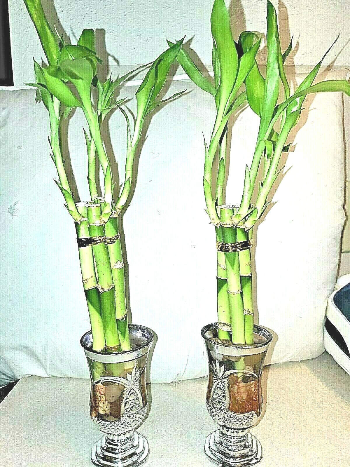 7 Lucky Bamboo Plant 4″ Stalks, Feng Shui, GIFT, LIVE PLANT, Wedding Favors