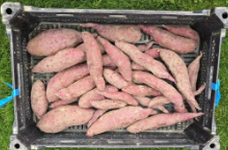 Potted Sweet Potato Plant – Sakura Purple – Vining Type- Non GMO & Chemical Free