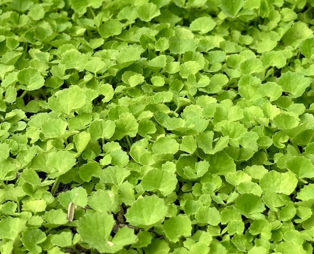 1200 Centella Seeds – Gotu Kola, Rau Má, Asiatica, Asiatic Green