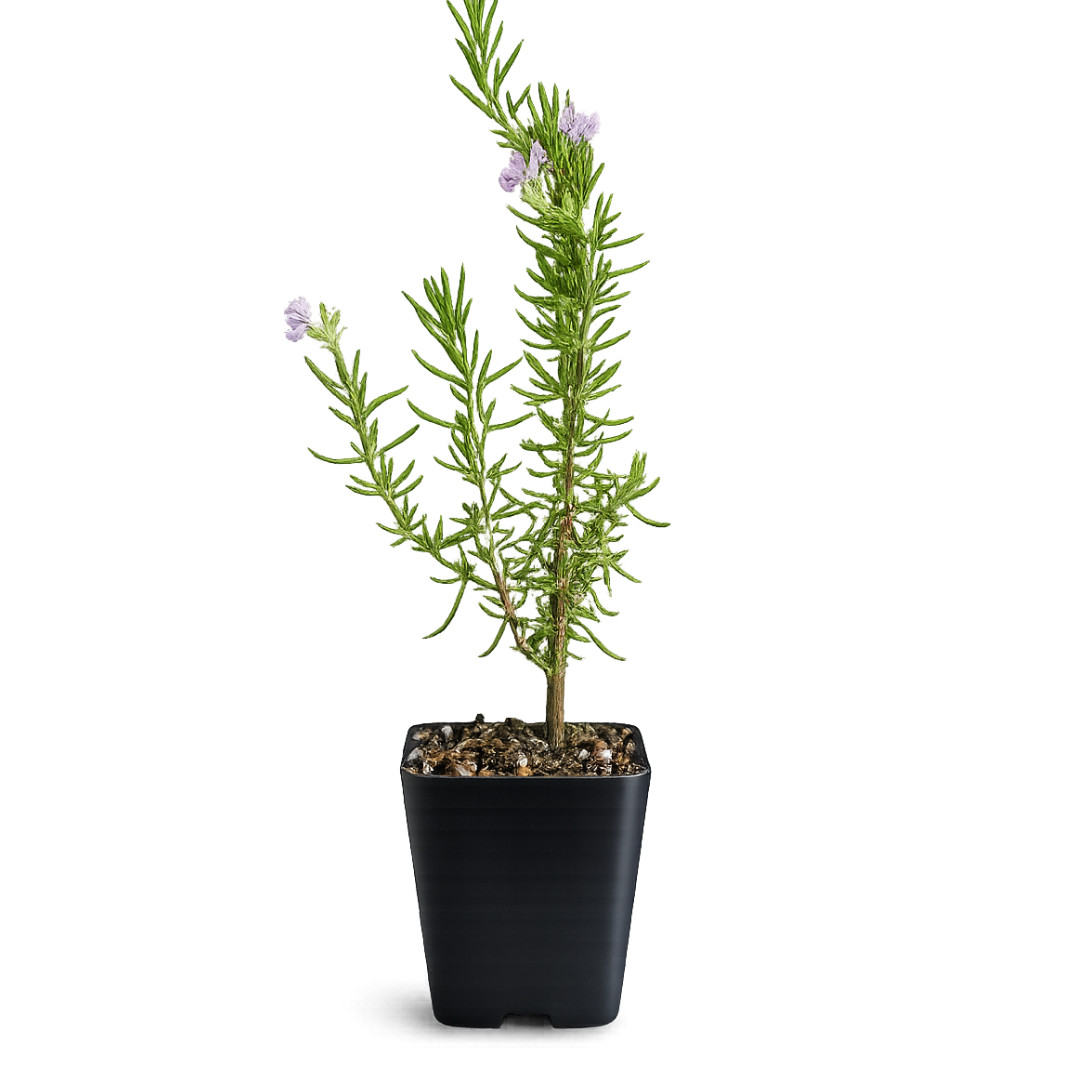 Pink Rosemary Majorca, 2 Inch Pot, Fragrant Culinary Herb Starter