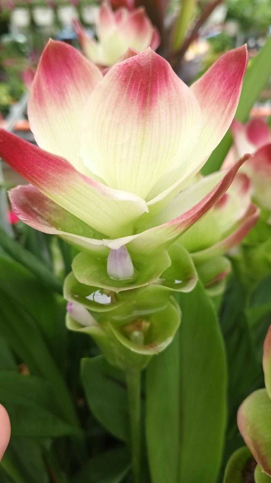 Curcuma Alismatifolia -BAREROOT Large YELLOW Siam Tulip – Ginger Summer Tulip