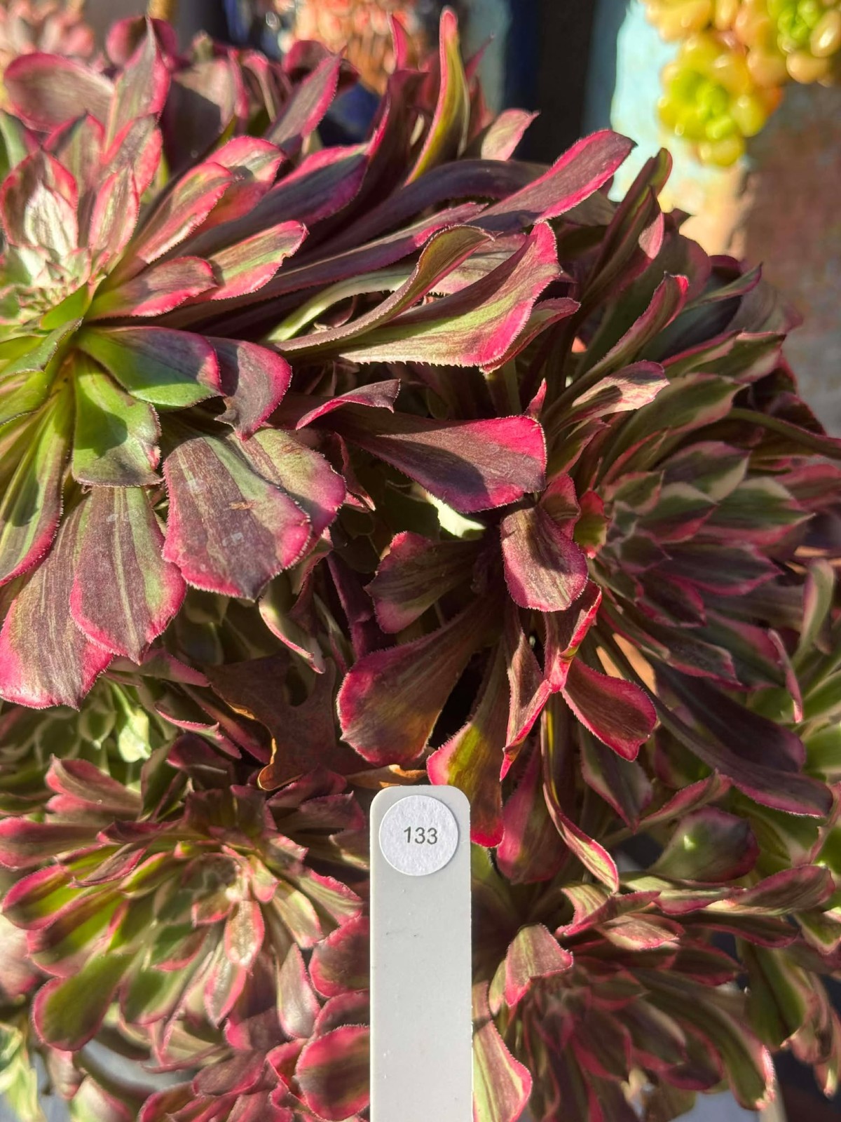 Imported Succulent live plant Rare succulent Big Aeonium Sequence var clust #133