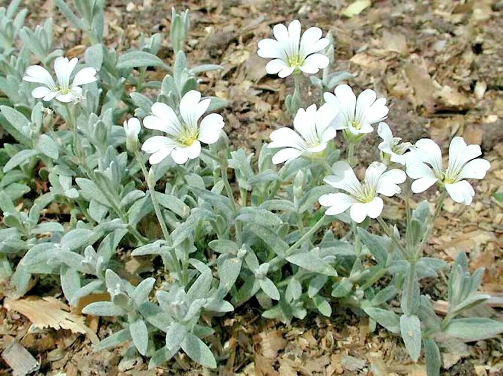 500+SNOW IN SUMMER Flower Seeds Perennial Flowering Groundcover Drought Tolerant