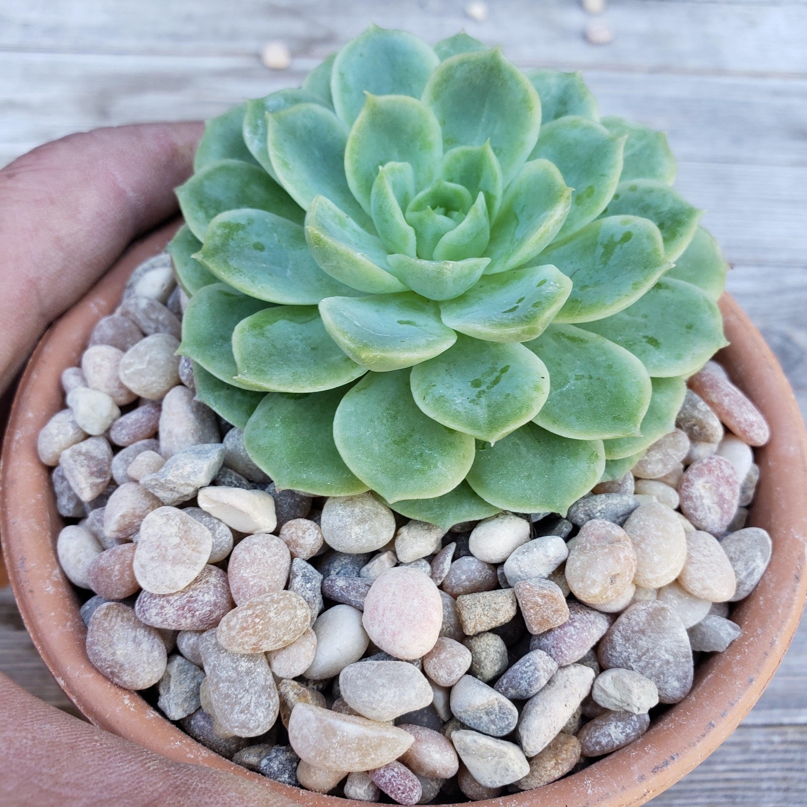 1 Lb 3/8 Del rio pebble river rock Cactus and Succulent Top Soil Dressing cactus