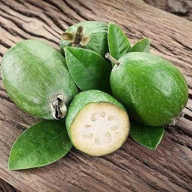 Pineapple Guava – Feijoa sellowiana – Live Plant – COLD HARDY EDIBLE