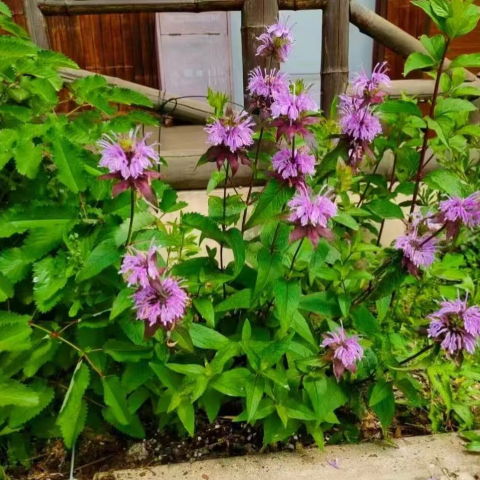 1000 Purple Bee Balm Seeds Monarda – Perennial Flower for Pollinators Zones 4–9