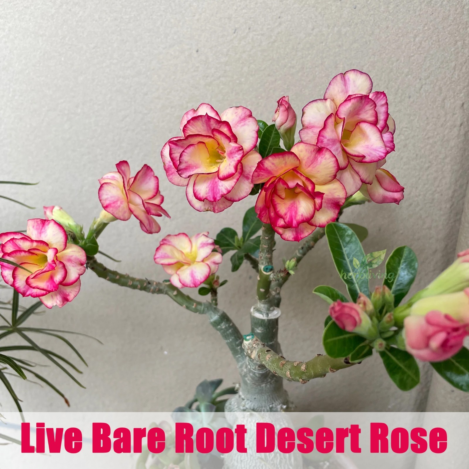 Live Bare Root Desert Rose, Easy Care Indoor Outdoor Home Garden Decor