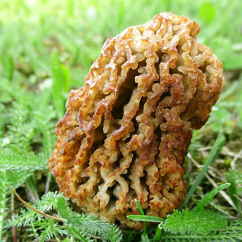 Morchella steppicola Liquid Culture