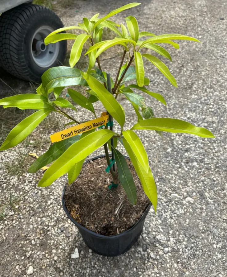 Dwarf Hawaiian Mango Tree – Live Plant – 3 Gal Pot – Grafted – No Ship to CA