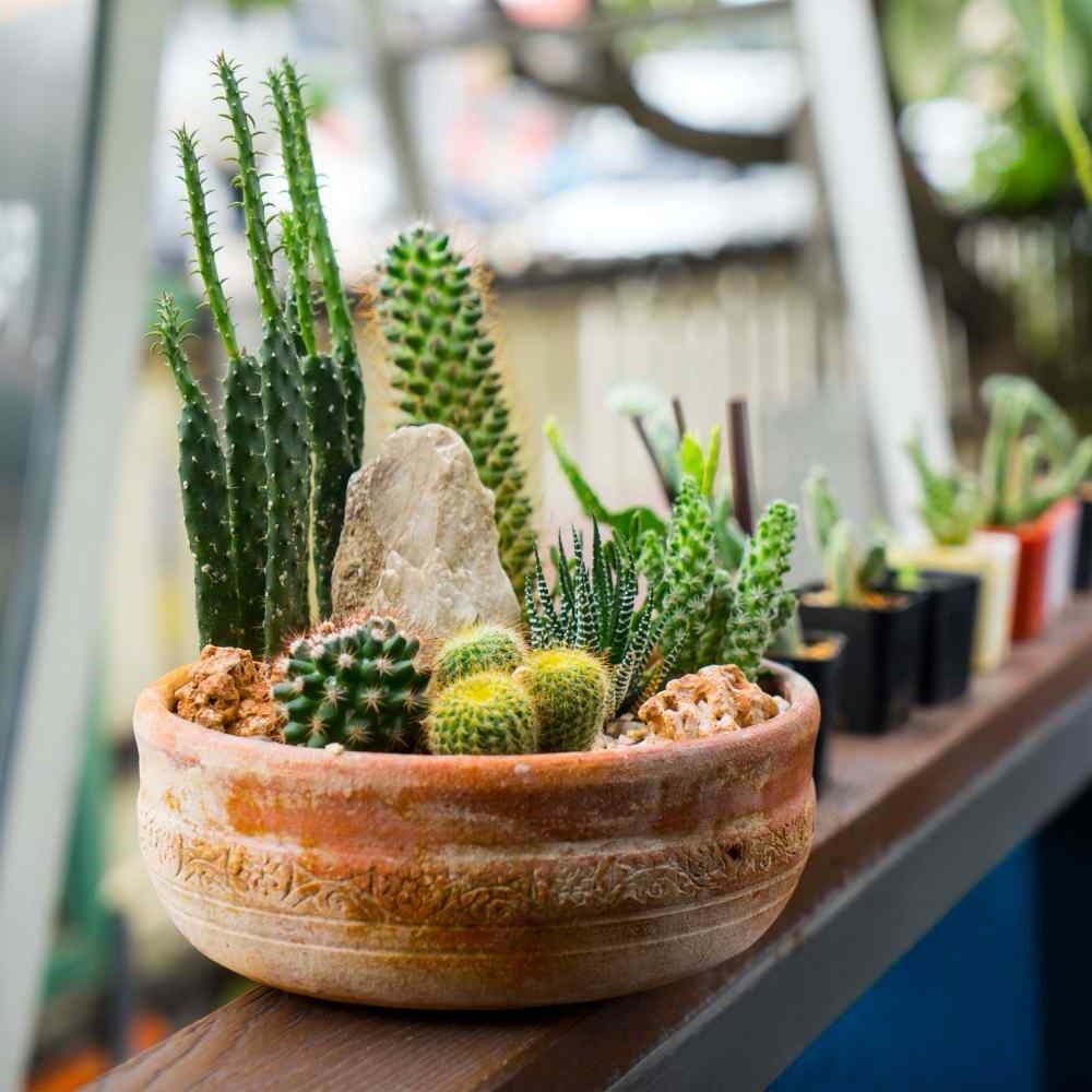 25+ Mixed Cactus seeds , mix succulent seeds | USA Free Shipping .