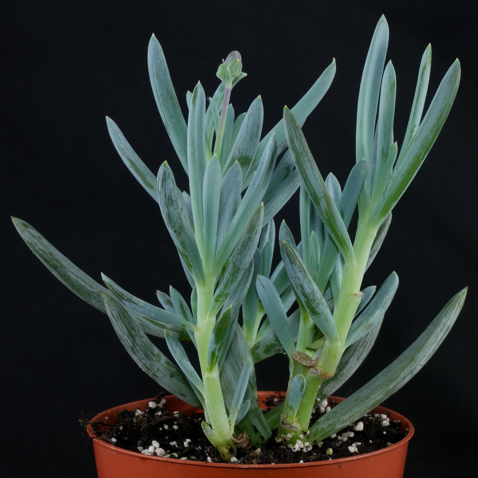 Senecio Serpens ‘Blue Chalk Sticks’ Live Plant – Succulent 2 Inches (Potted)