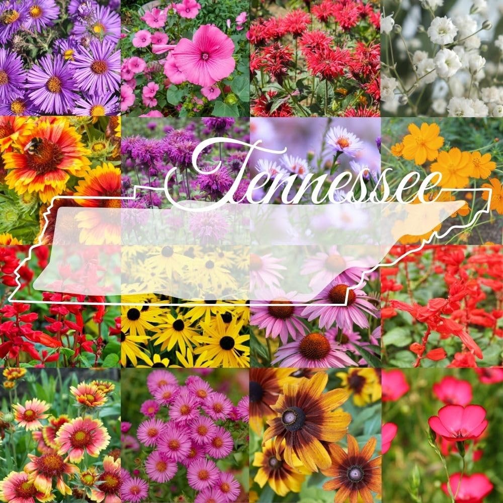 Tennessee Bulk Perennial and Annual Non-GMO Wildflower Seed Mix 1/4lb Covers …