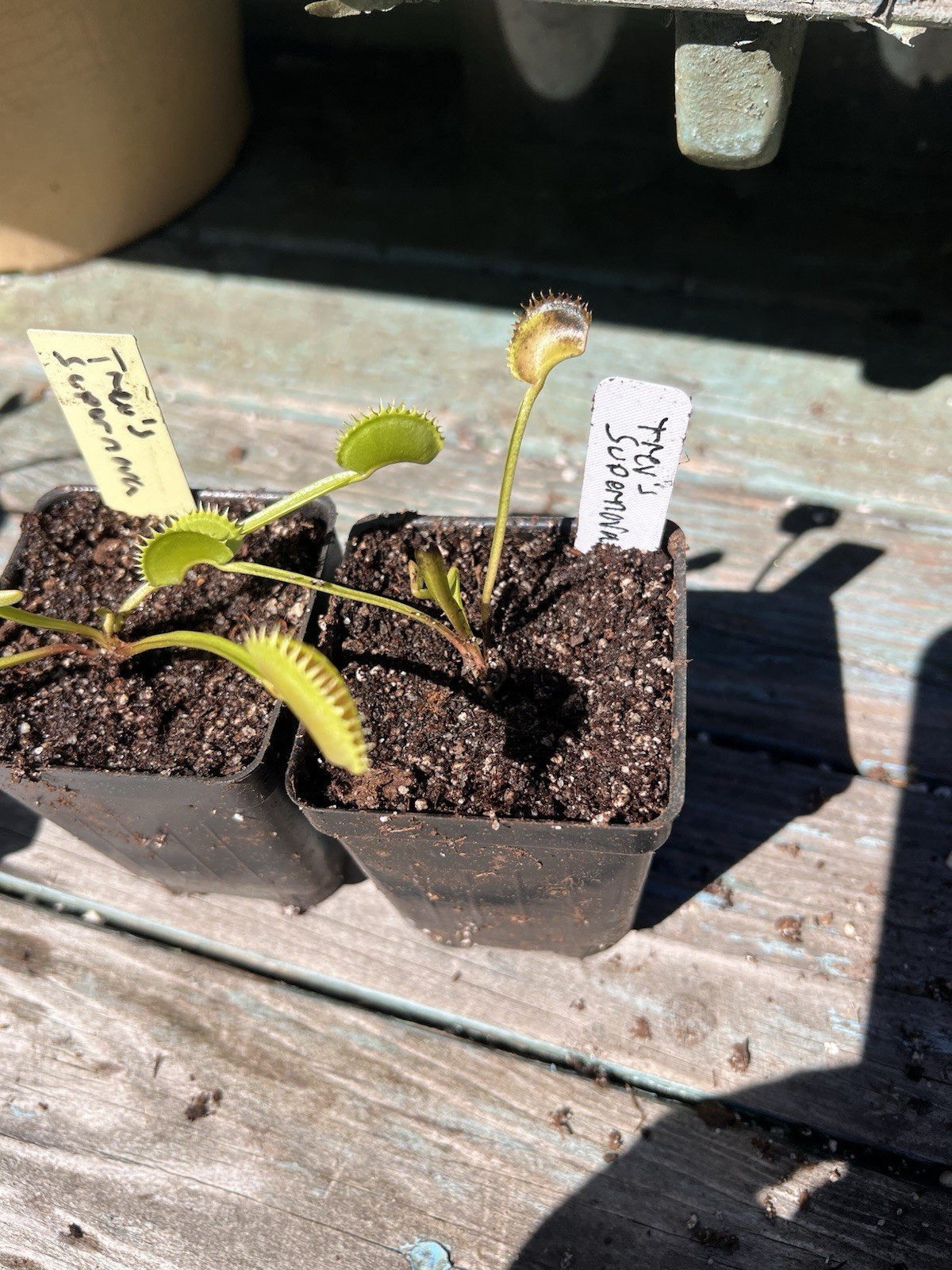 Dionaea Muscipula Venus Flytrap Trev’s Supernova Medium Division