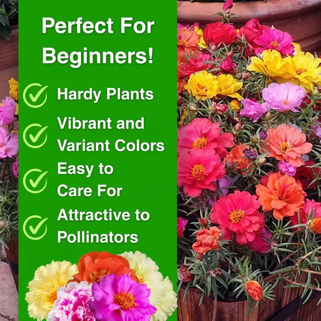 20,000+ Moss Rose Seeds (Portulaca Grandiflora) – Mixed Color Perennial Ground